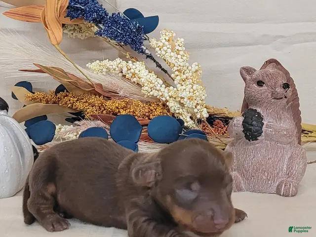 Miniature Dachshund dogs for sale: AKC Hank purebred Miniature Dachshund - Ad 1