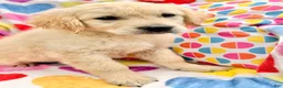 Golden Retriever dogs for sale: Margarita  - Ad 3