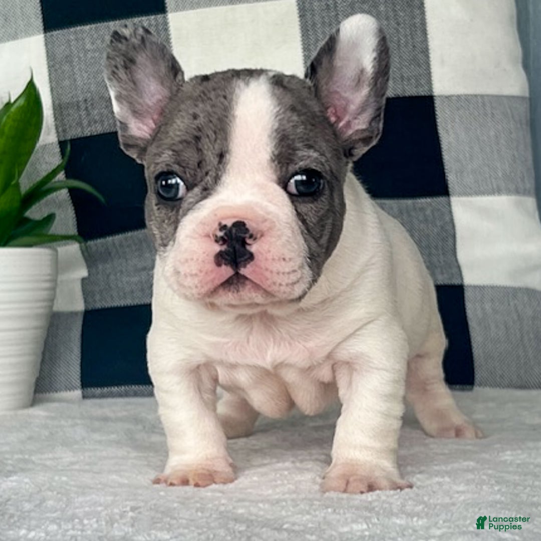 French Bulldog dogs for sale: Omar - Ad 10