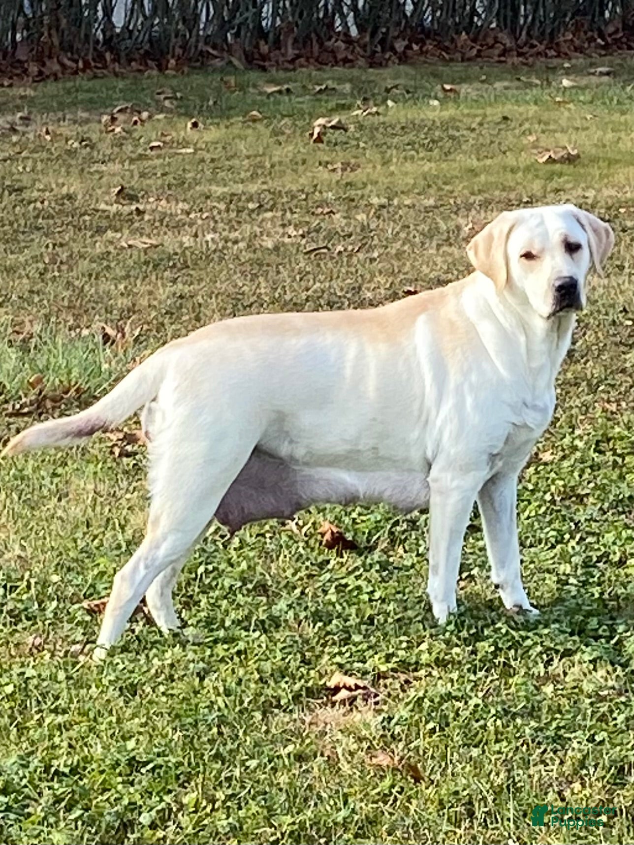 Maggie of Reinholds