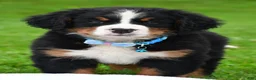 Bernese Mountain Dog dogs for sale: Ned - Ad 3