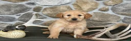 Golden Retriever dogs for sale: Aden - Ad 5