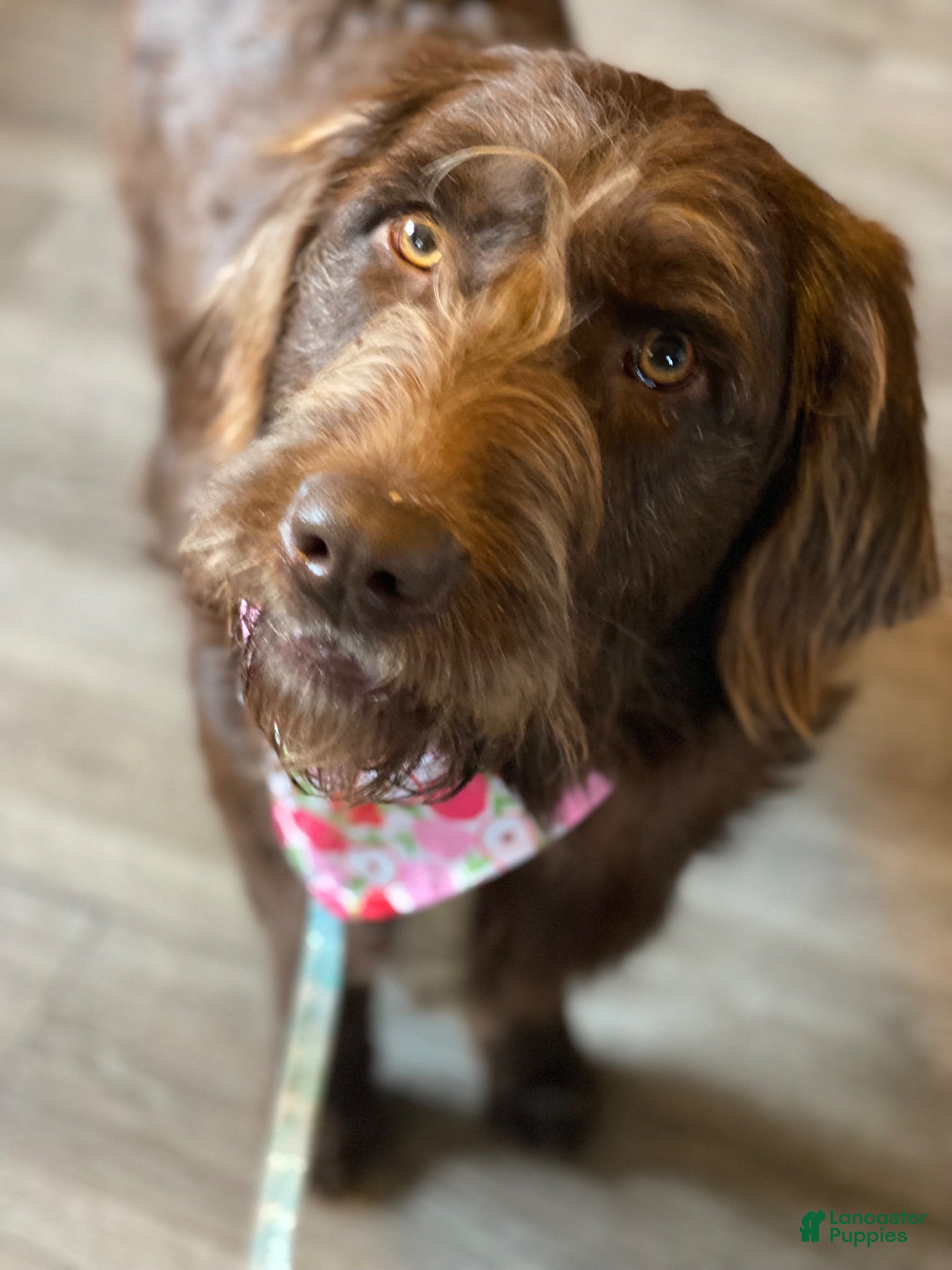 Labradoodle dogs Kia - Ad 2