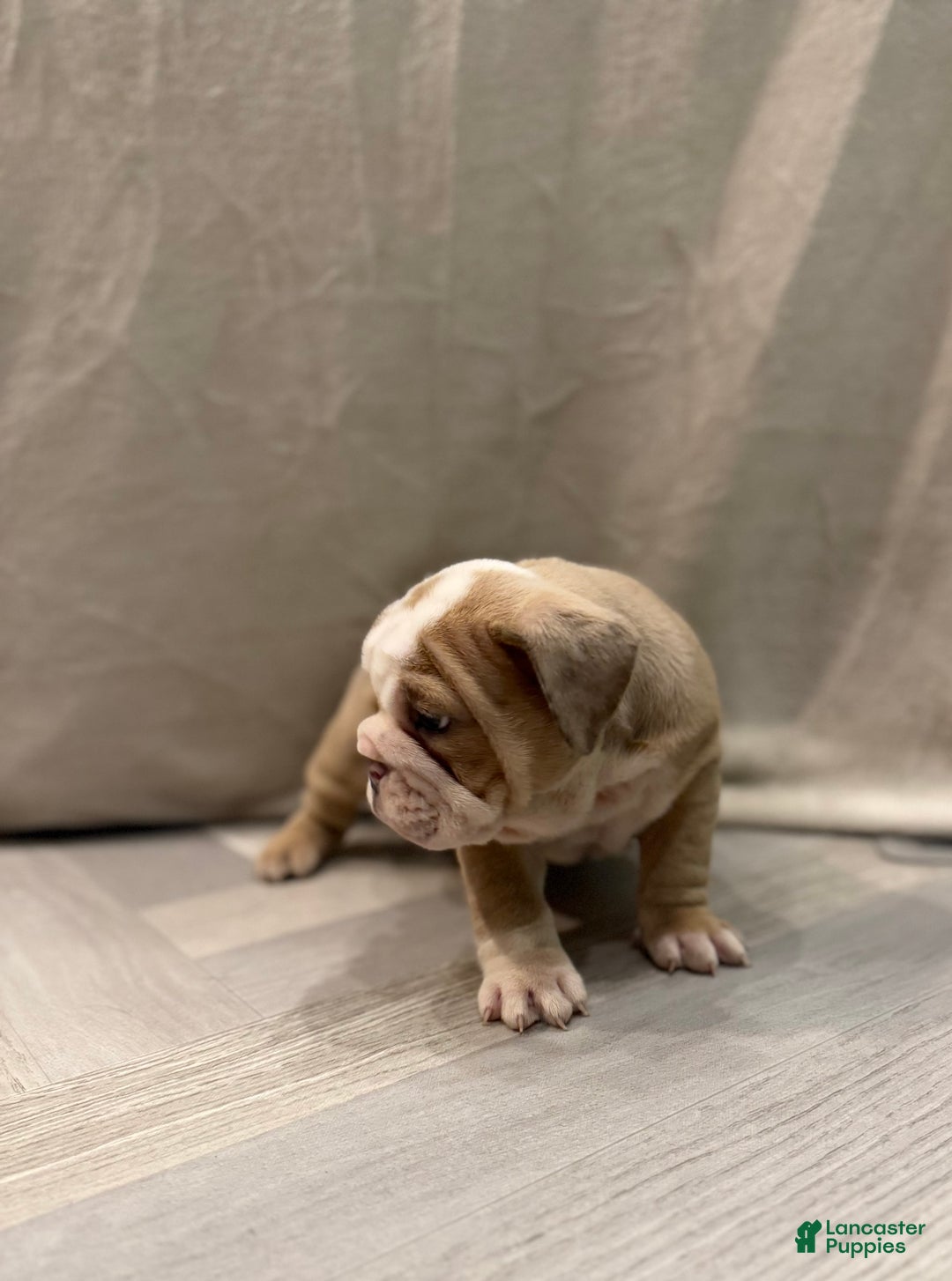 English Bulldog dogs for sale: Faith - Ad 4