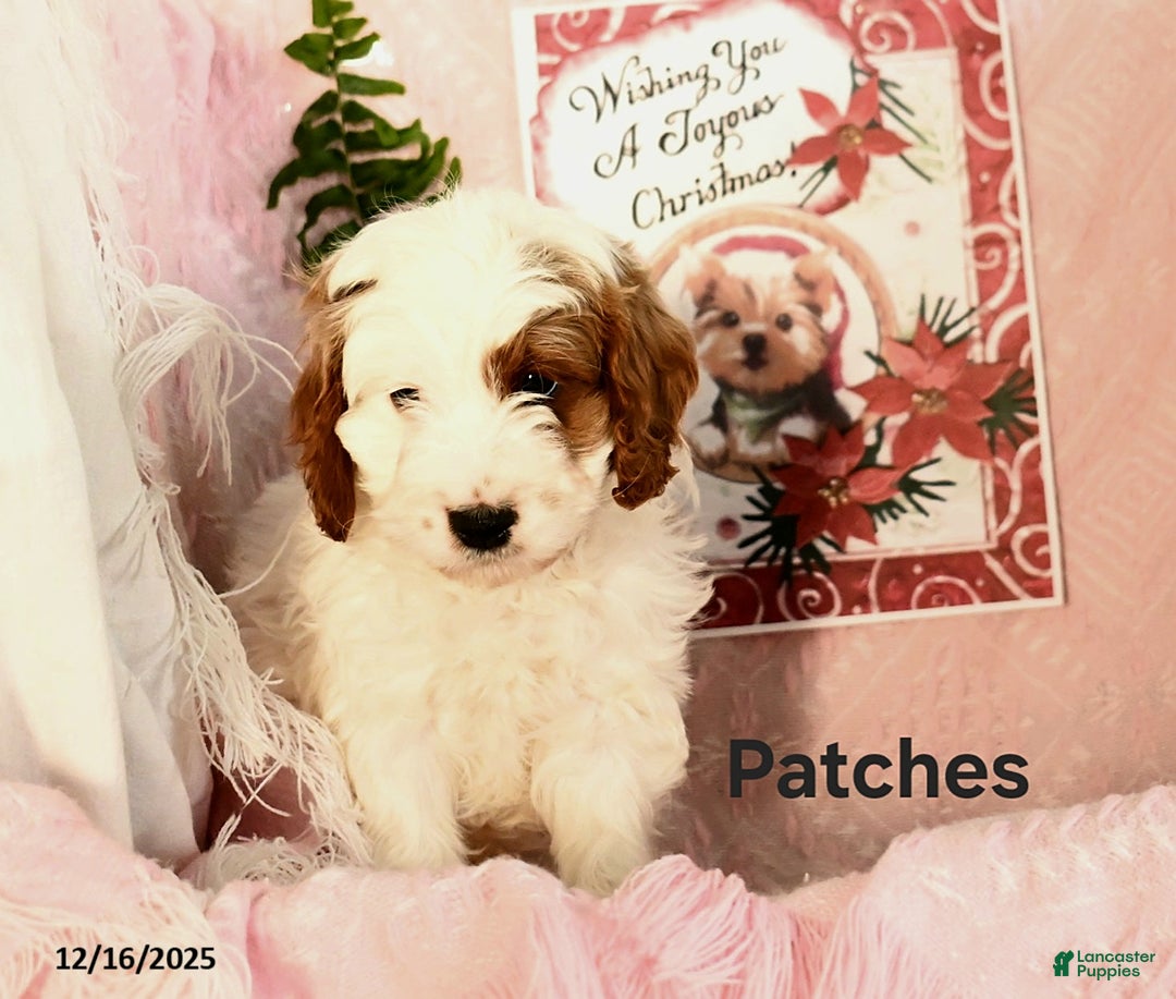 Cavapoo dogs for sale: Patches - Ad 2