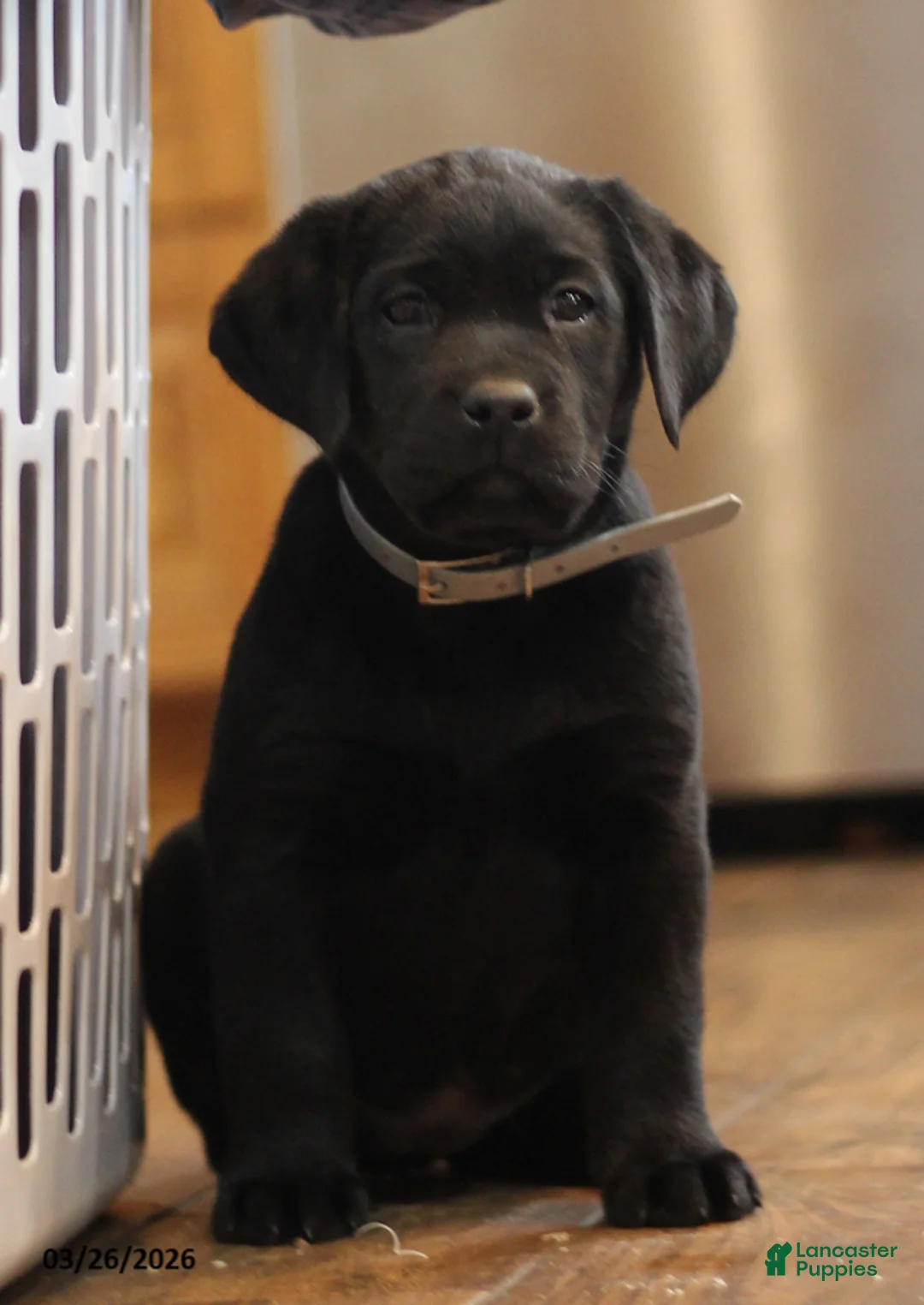 Labrador Retriever dogs for sale: Brittney - Ad 1