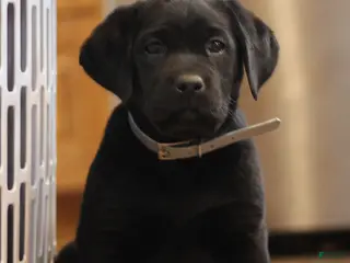 Labrador Retriever dogs for sale: Brittney - Ad 2