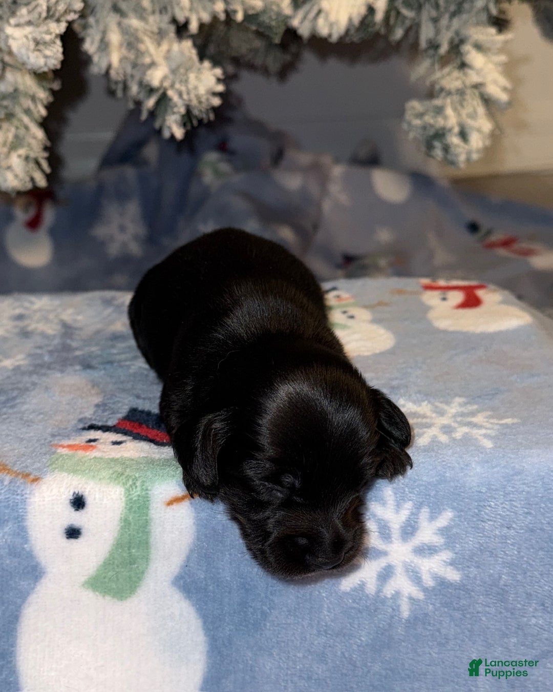 Miniature Dachshund dogs for sale: Lucas - Ad 7