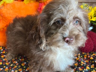 Cockapoo dogs - Ad 2