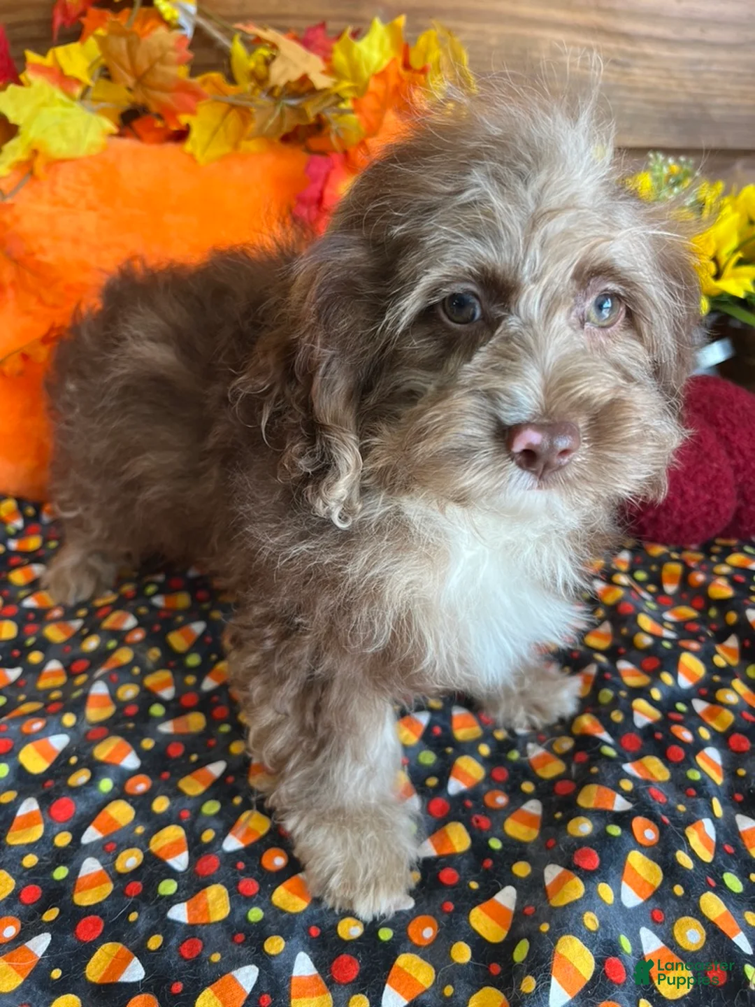 Cockapoo dogs for sale: Corky - Ad 5