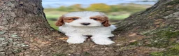 Goldendoodle dogs for sale: Snow White  - Ad 13