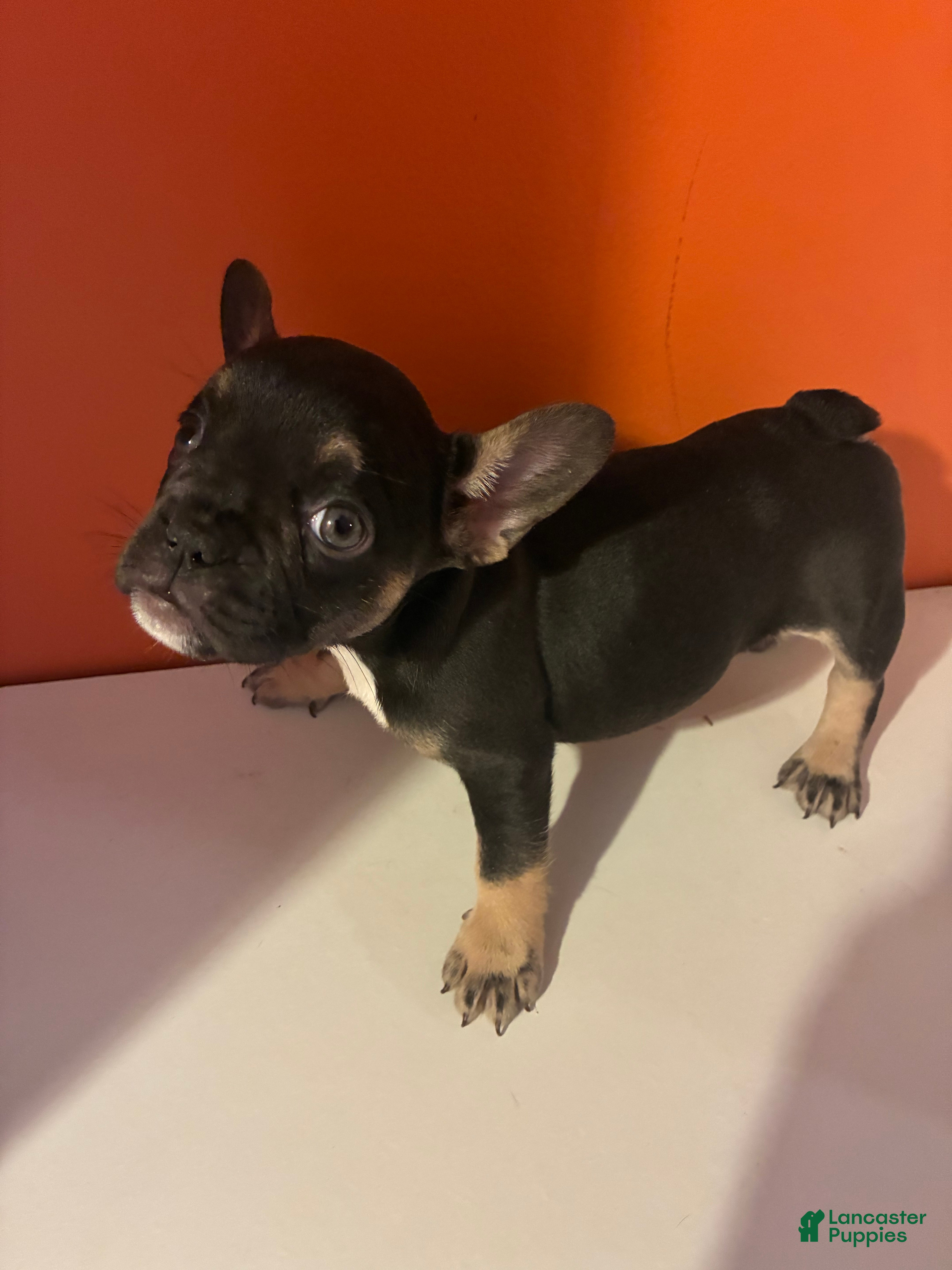 French Bulldog dogs for sale: Nova - Ad 27
