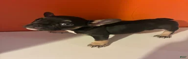 Nova