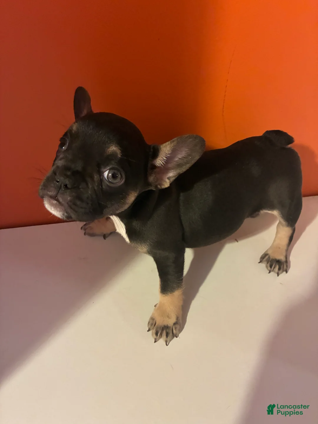 French Bulldog dogs for sale: Nova - Ad 1