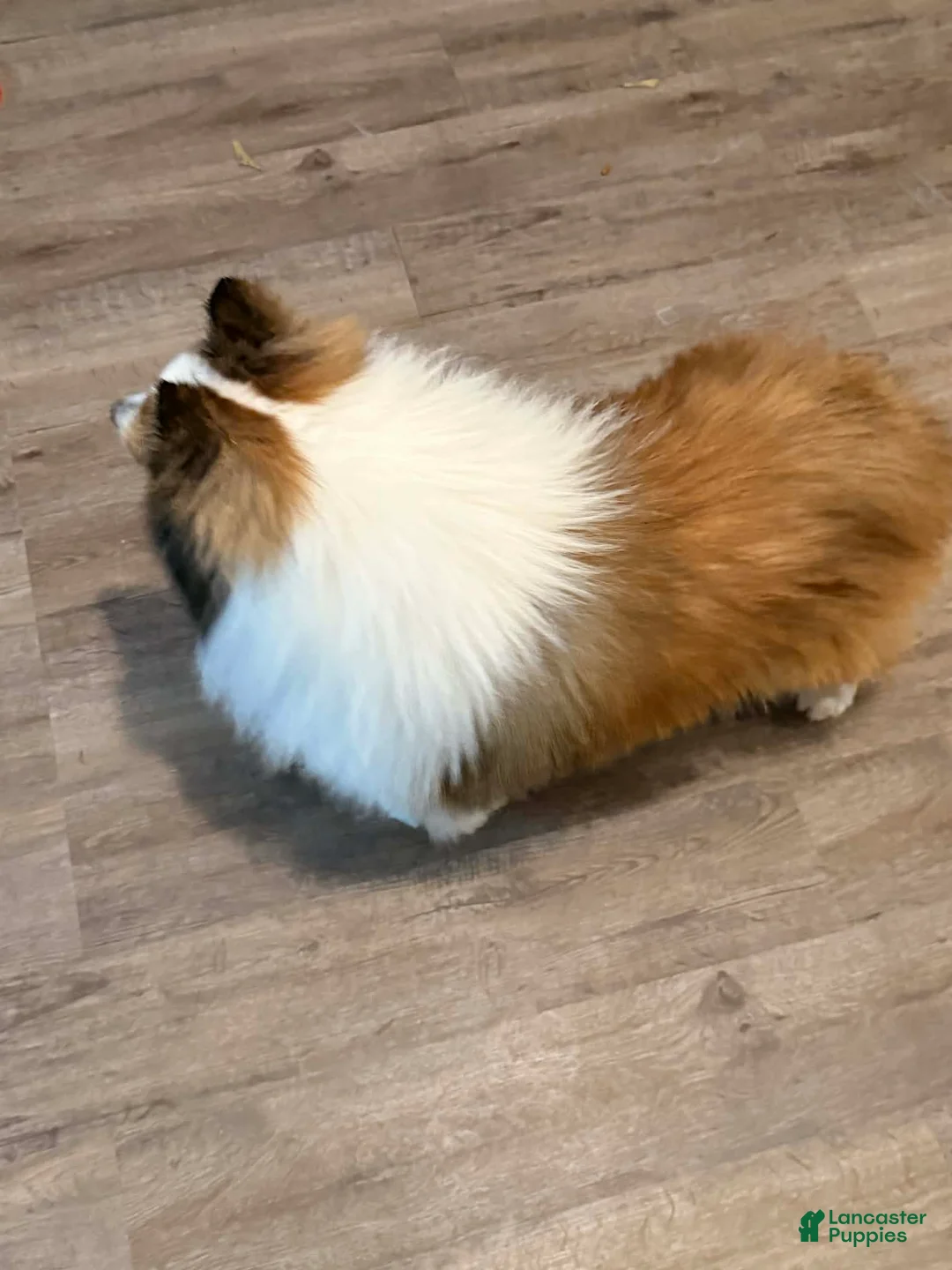 Shetland Sheepdog dogs for sale: Buckeye - Adult - Ad 3