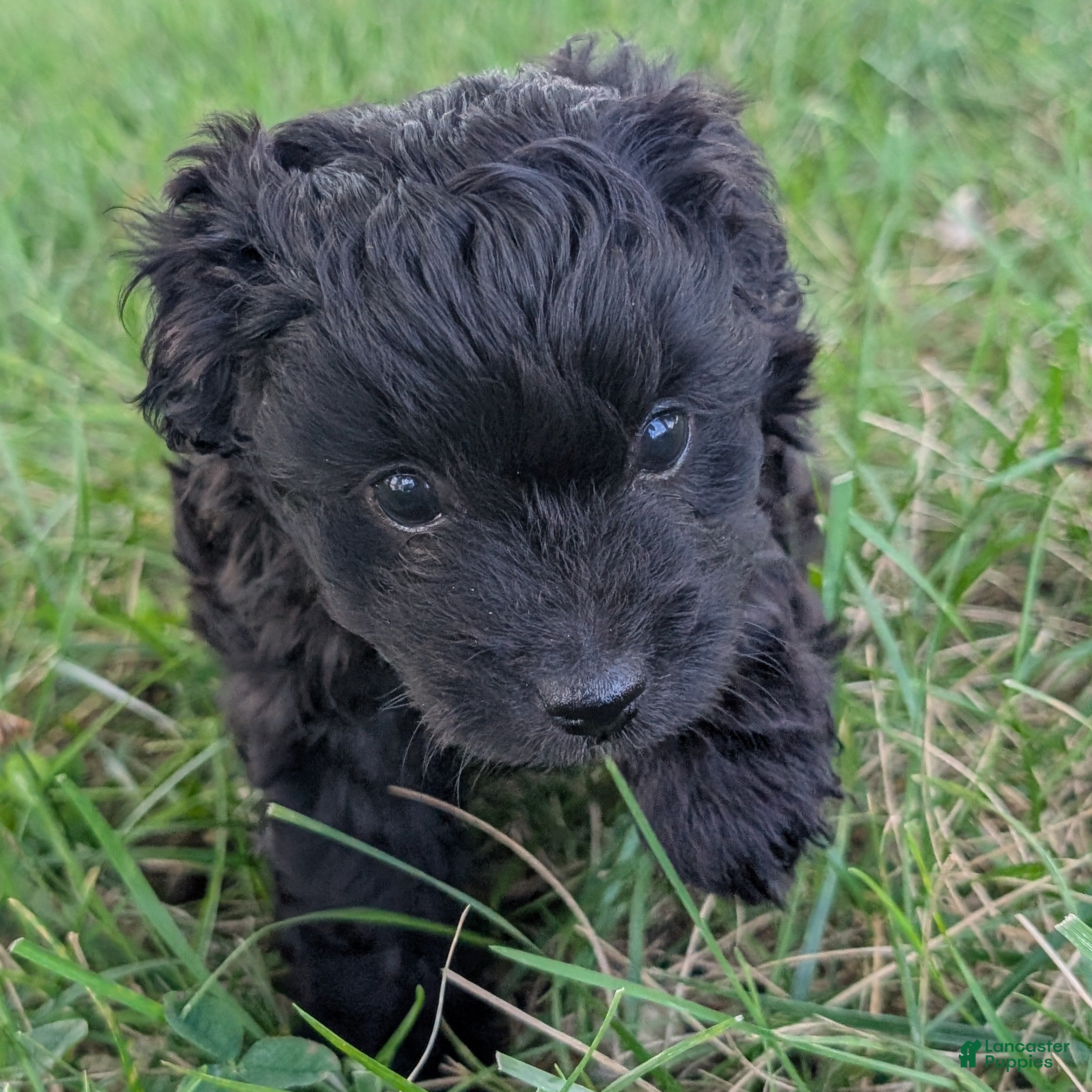 Pomapoo dogs Poppy - Ad 1