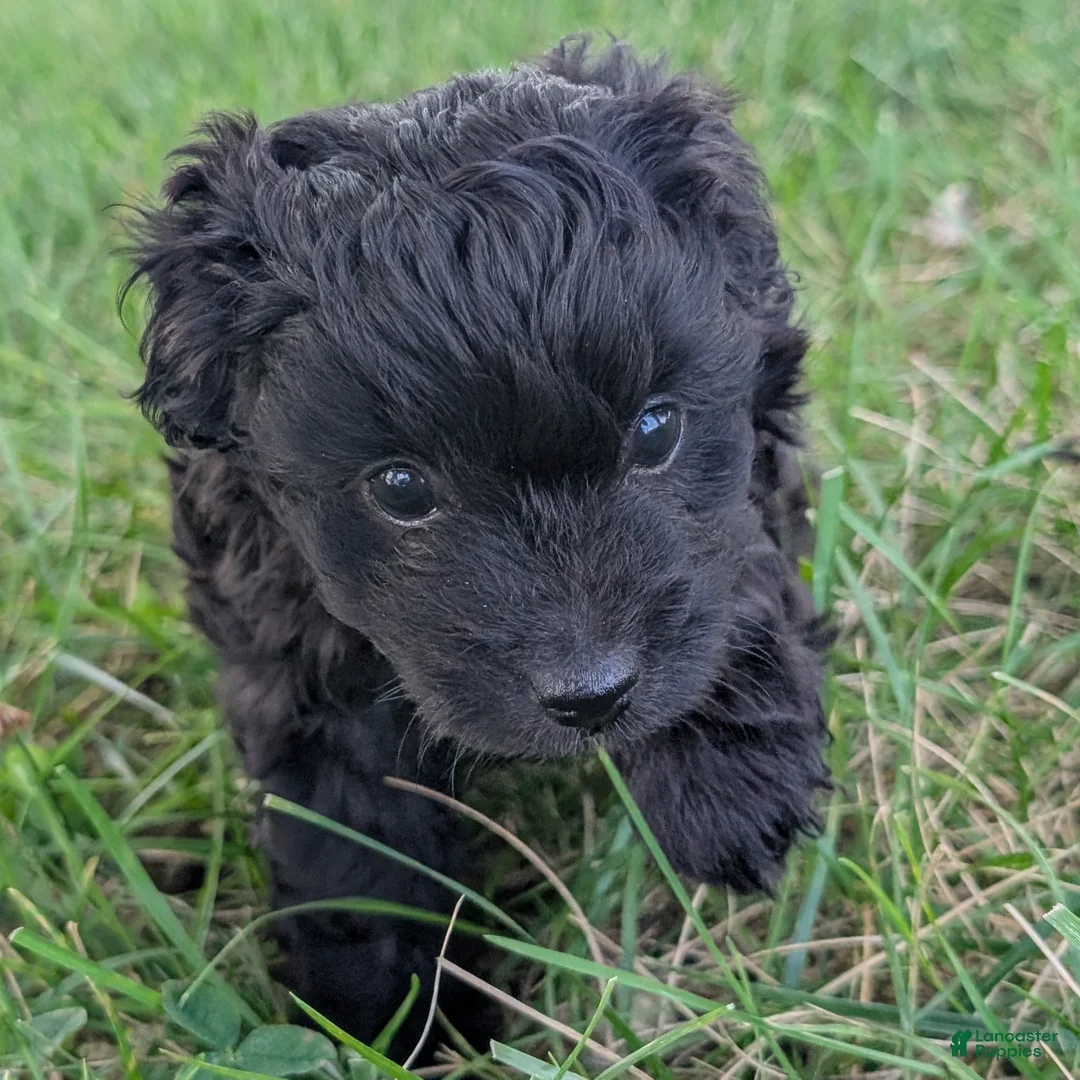 Pomapoo dogs for sale: Poppy - Ad 1