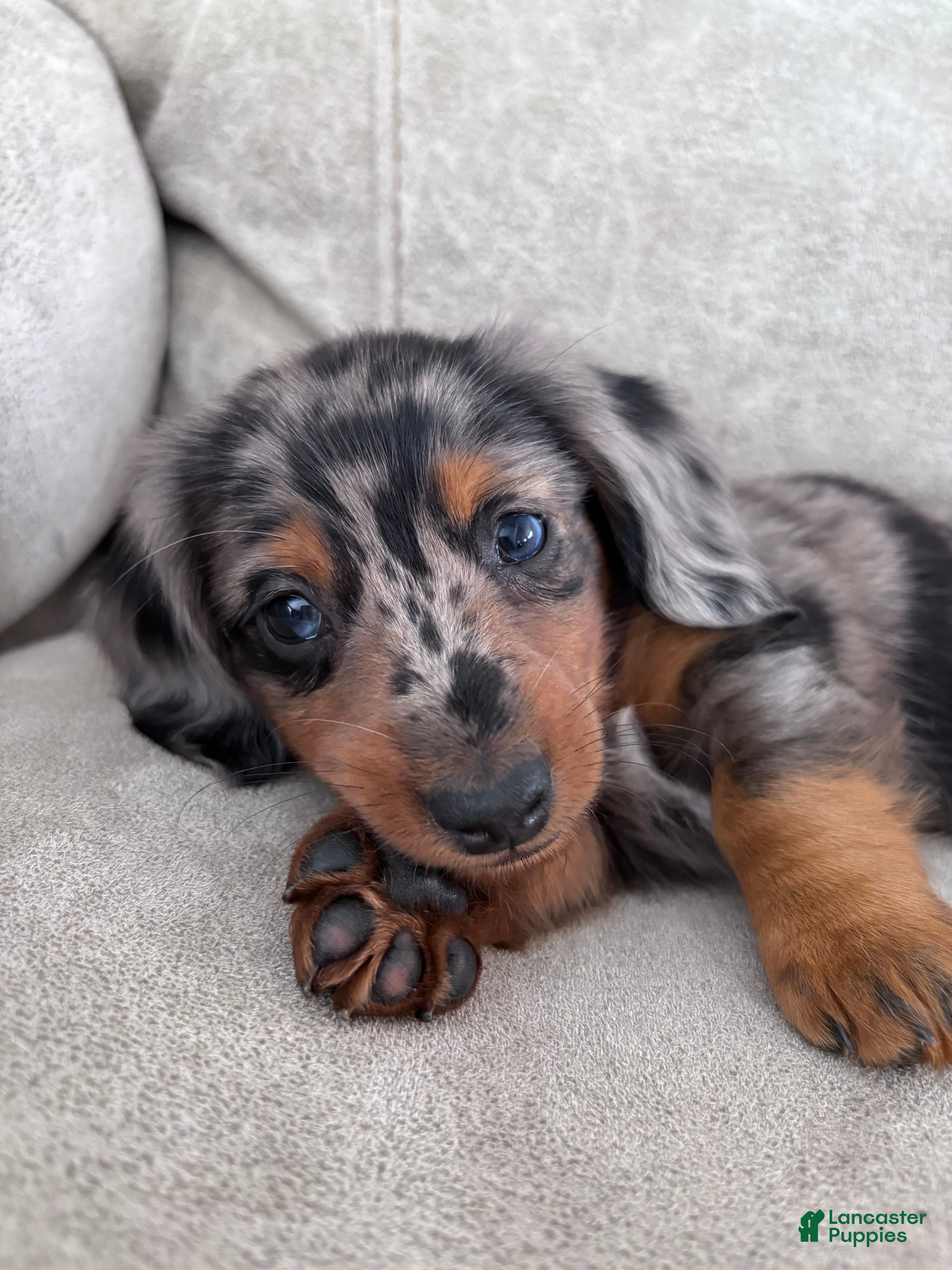 Miniature Dachshund dogs Rex - Ad 9