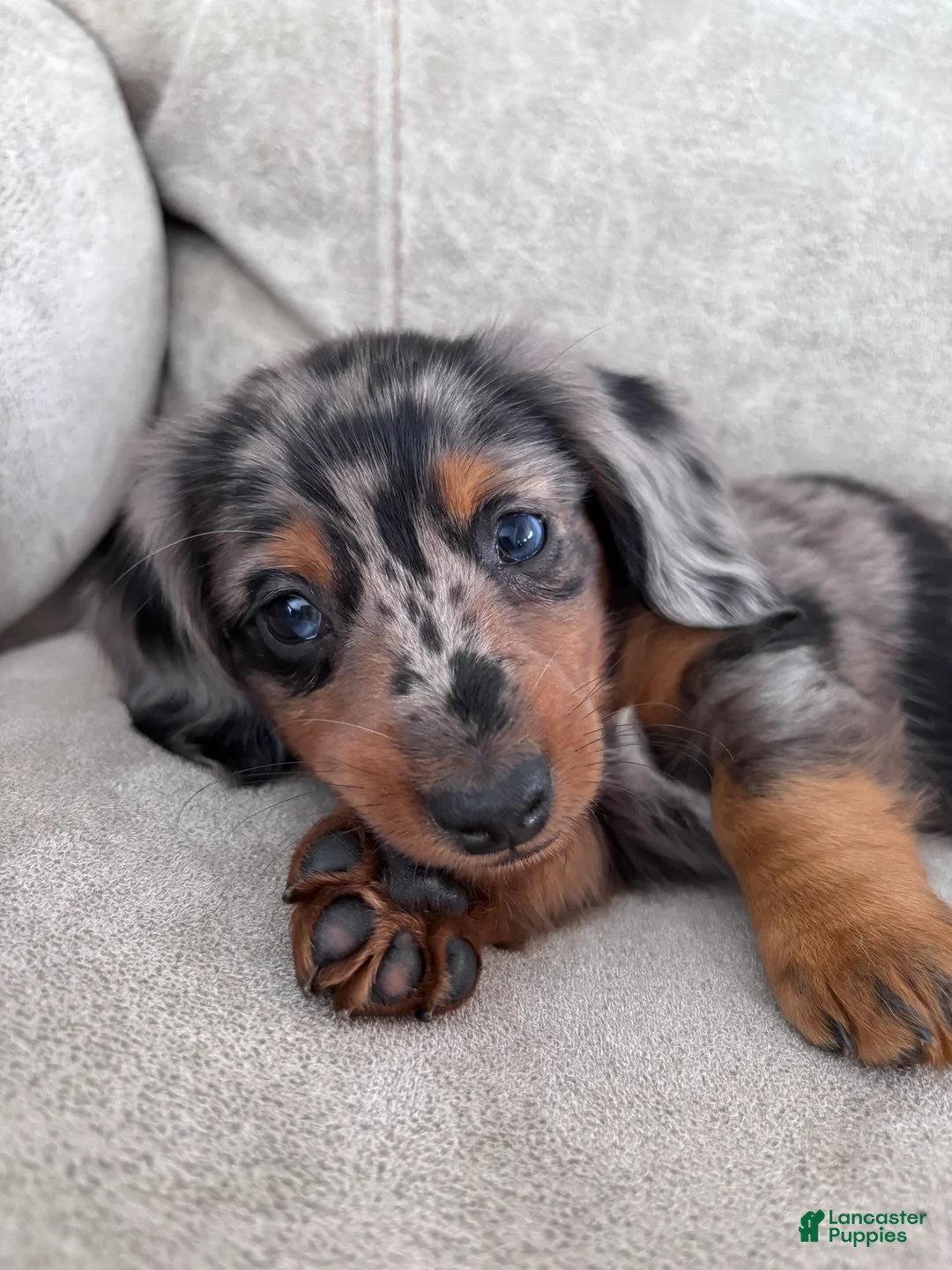 Miniature Dachshund dogs for sale: Rex - Ad 1