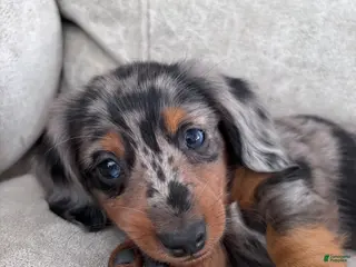 Miniature Dachshund dogs Rex - Ad 9