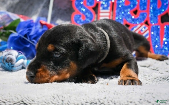 Doberman Pinscher dogs Boy 5 - Ad 2