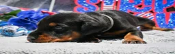 Doberman Pinscher dogs for sale: Boy 5 - Ad 2
