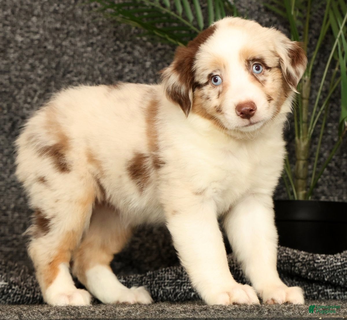 Miniature Australian Shepherd dogs Molly - Ad 1