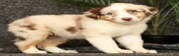 Miniature Australian Shepherd dogs for sale: Molly - Ad 1