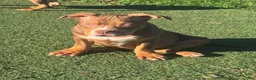 American Bully dogs for sale: Pork - Ad 4