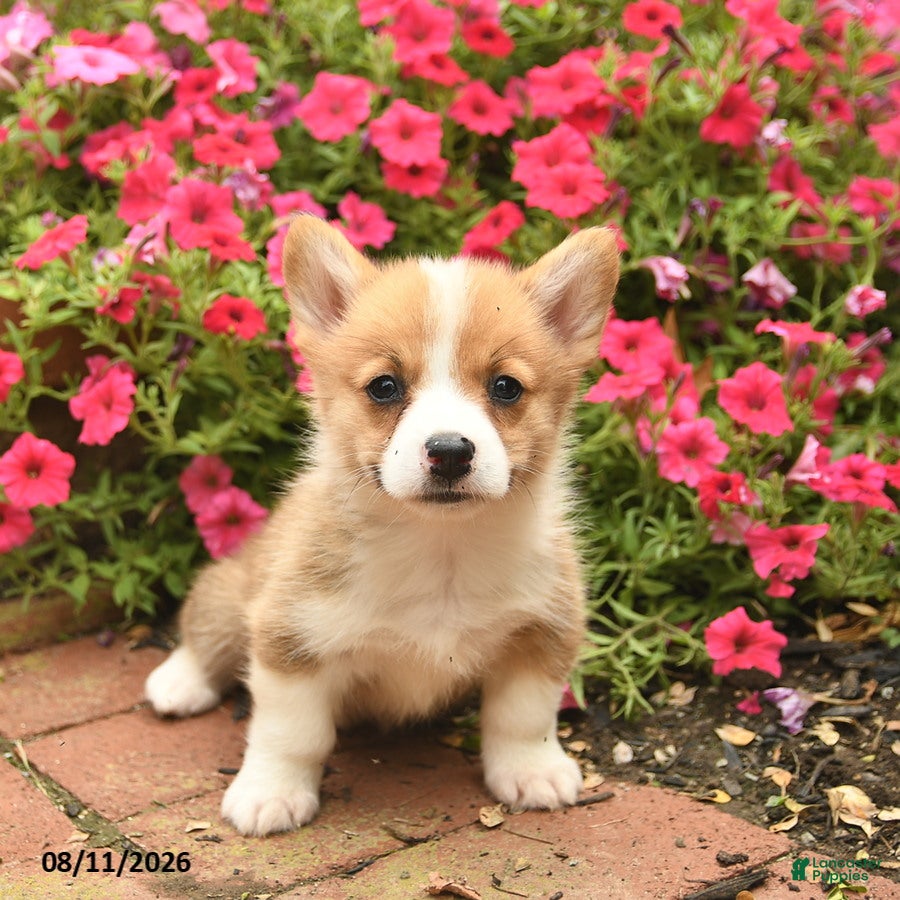 Welsh Corgi Pembroke dogs Red   - Ad 2