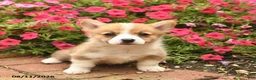 Welsh Corgi Pembroke dogs for sale: Red   - Ad 2