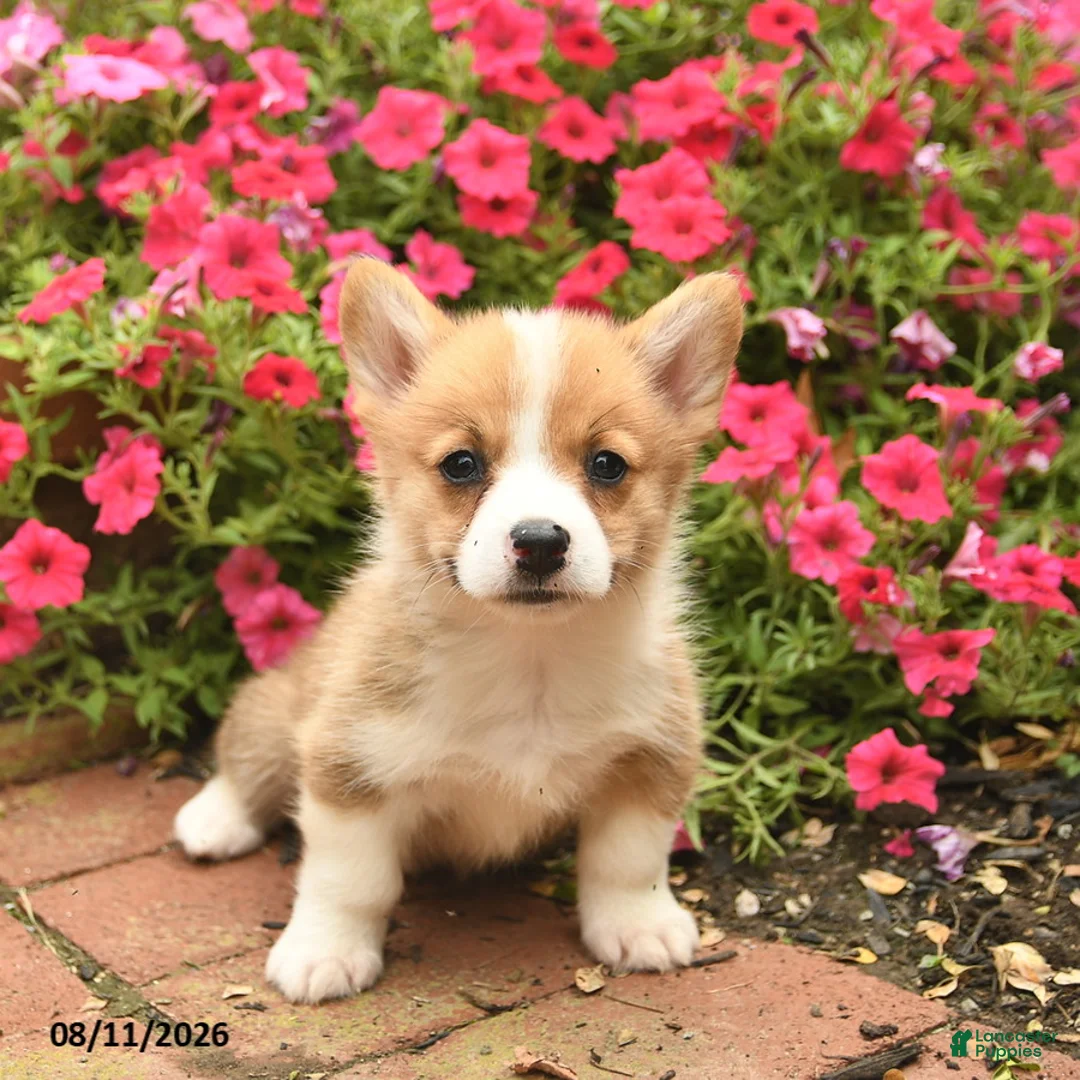 Welsh Corgi Pembroke dogs for sale: Red   - Ad 2