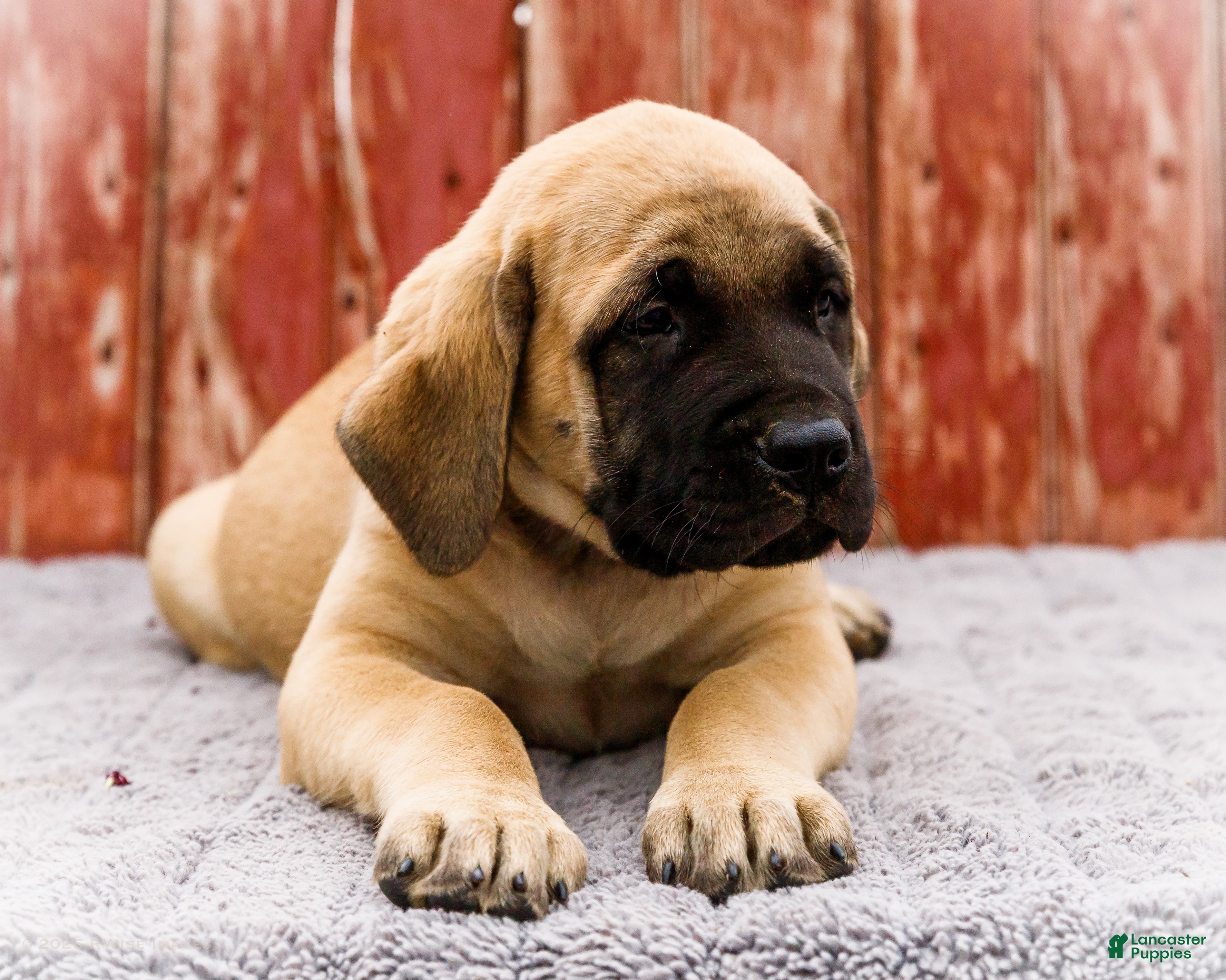 English Mastiff dogs Morris - Ad 2