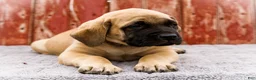 English Mastiff dogs for sale: Morris - Ad 2