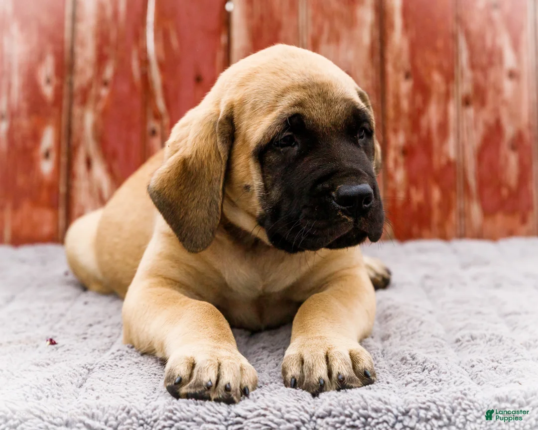 English Mastiff dogs for sale: Morris - Ad 2