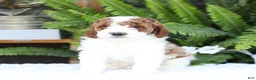 Mini Goldendoodle dogs for sale: Domino - Ad 4