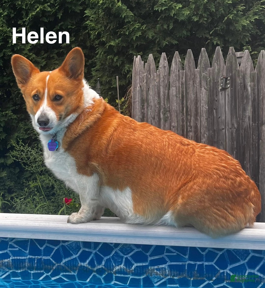 Welsh Corgi Pembroke dogs for sale: Jill - Ad 2