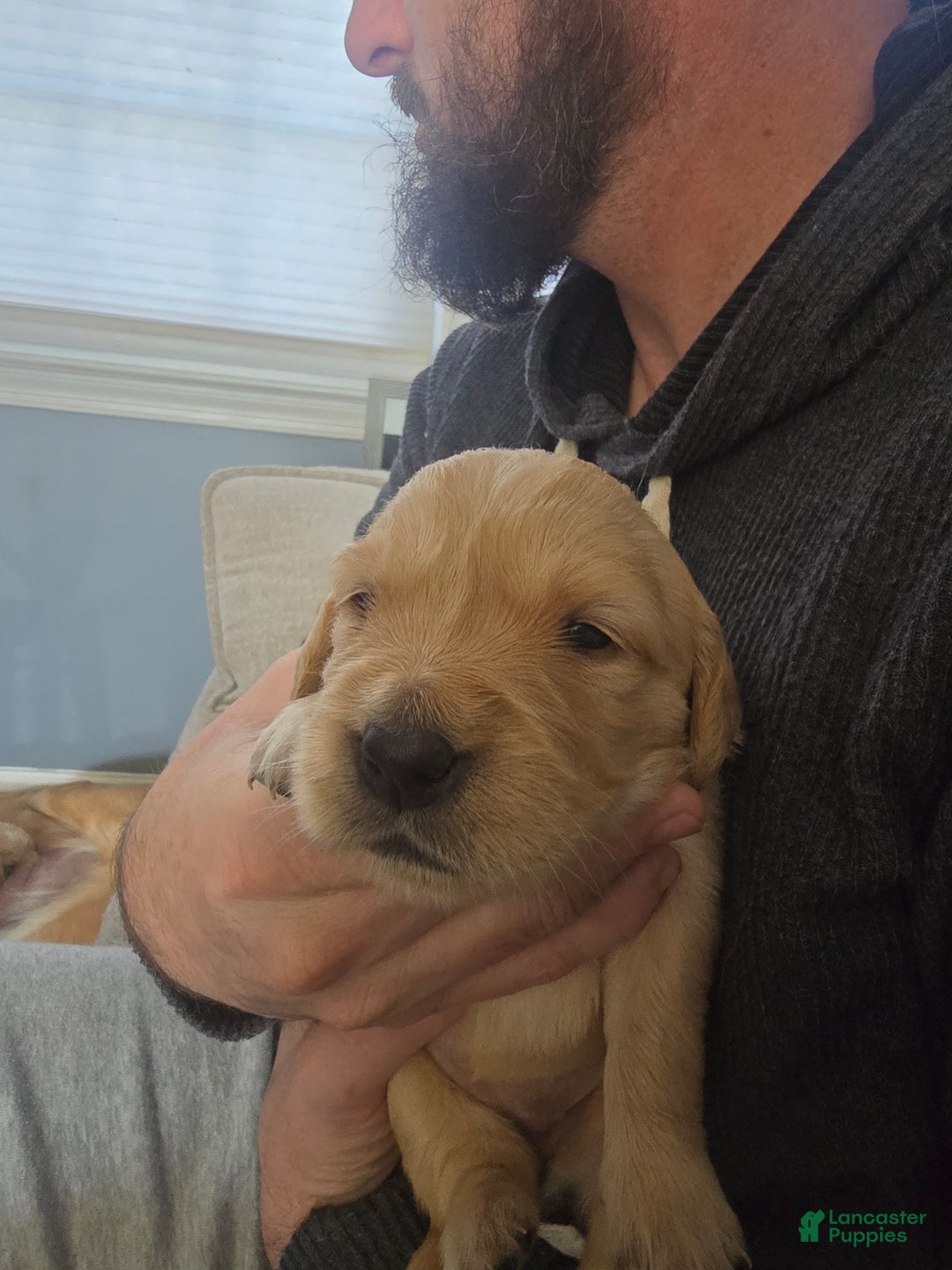 Golden Retriever dogs for sale: Golden Retriever Puppy 1 - Ad 3