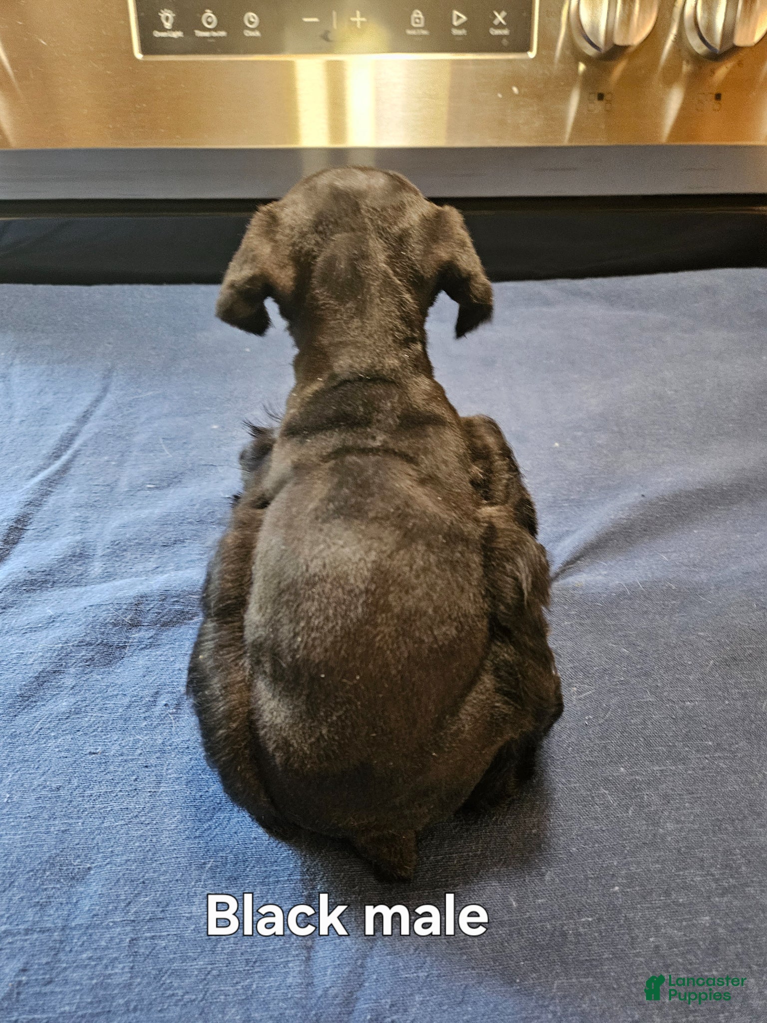 Miniature Schnauzer dogs for sale: Black male  - Ad 4