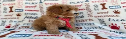 Cavapoo dogs for sale: Scrappy  - Ad 3