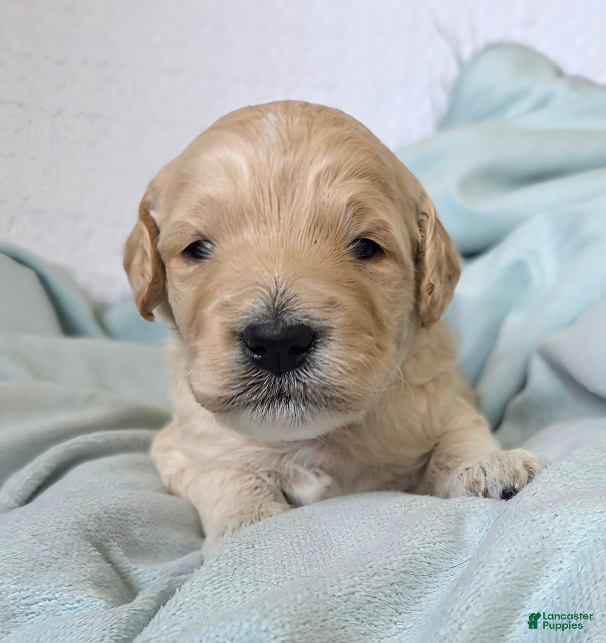 Mini Goldendoodle dogs for sale: Aspen - Ad 4