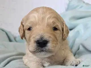 Mini Goldendoodle dogs for sale: Aspen - Ad 4