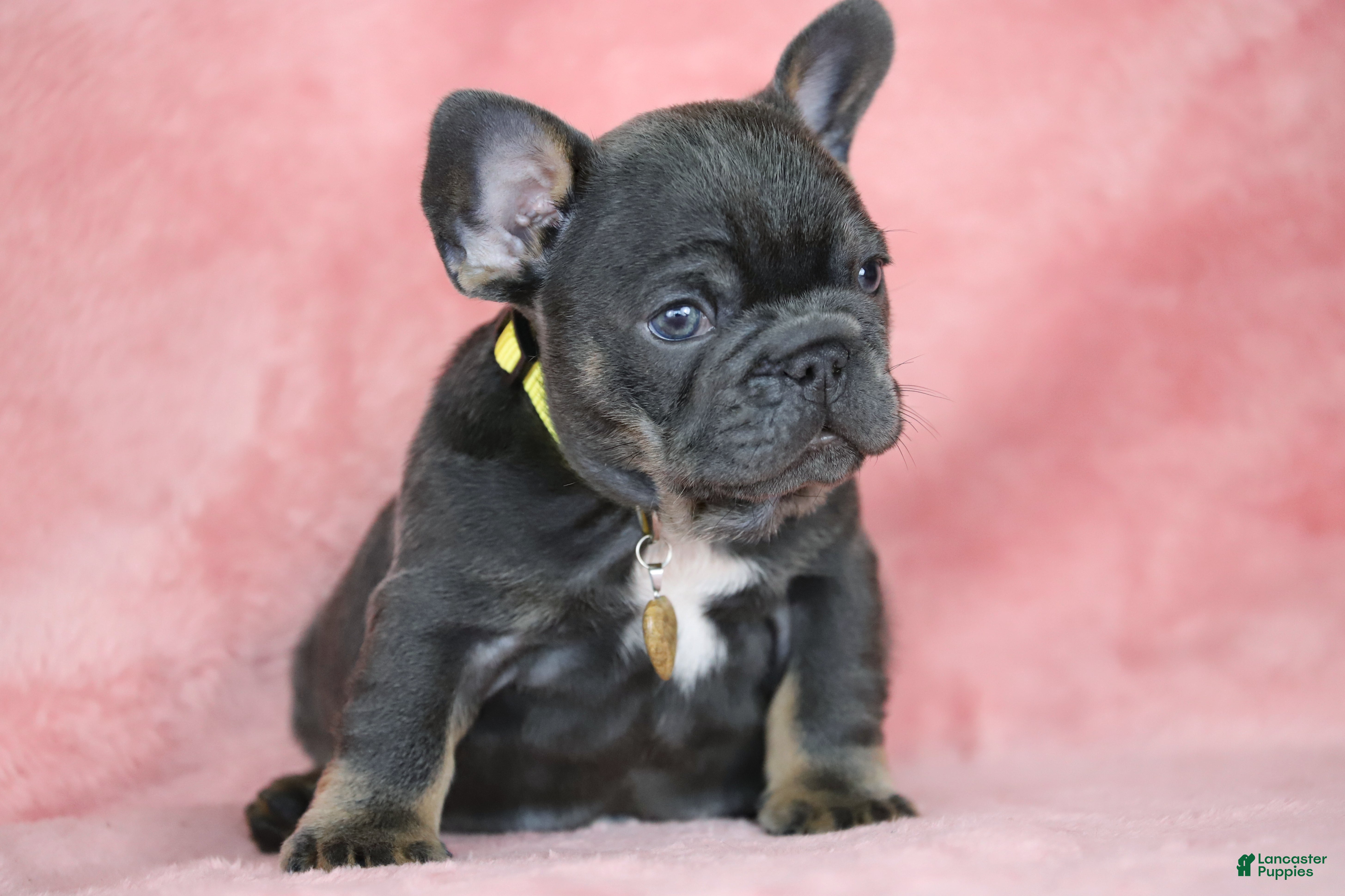 French Bulldog dogs Leo - Ad 1