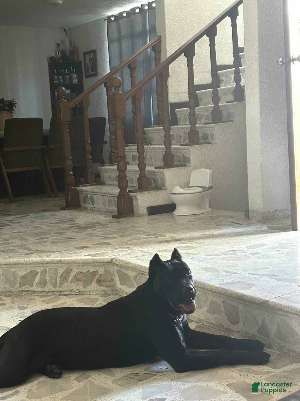 Cane Corso dogs Cane Corso 2 - Ad 2