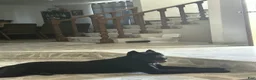 Cane Corso dogs for sale: Cane Corso 2 - Ad 2