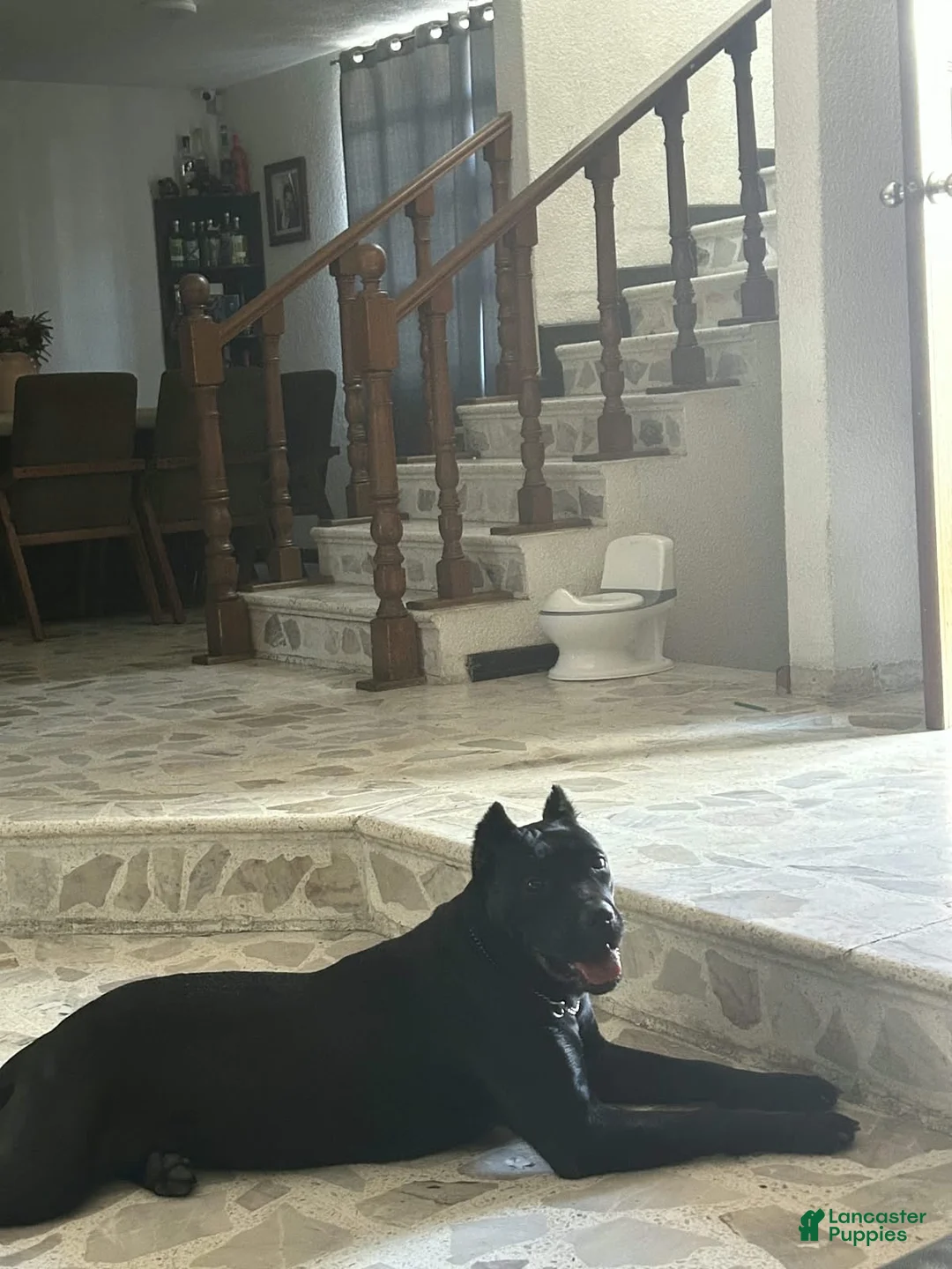 Cane Corso dogs for sale: Cane Corso 2 - Ad 2