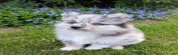 Pomsky dogs for sale: Pomsky Puppy 1 - Ad 6