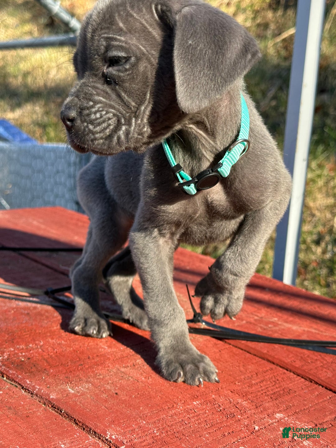 Cane Corso dogs for sale: Agent - Ad 2
