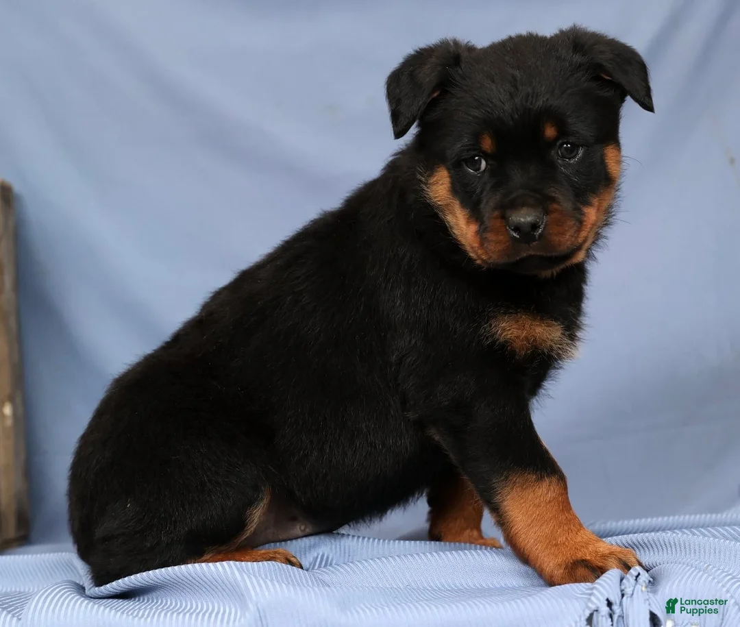 Rottweiler dogs for sale: Leo - Ad 5