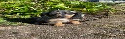 Miniature Dachshund dogs for sale: Buster - Ad 10